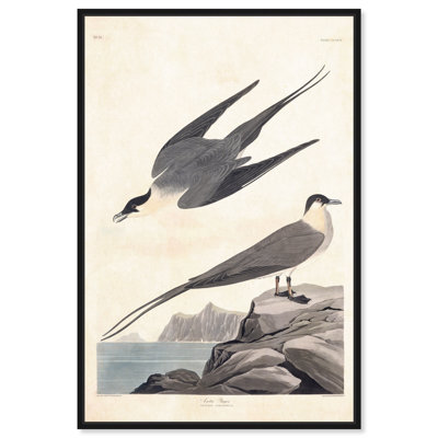 Impression sur toile encadrée Arctic Yager, art animalier vintage par Art Remedy, cadre noir, 30 x 45