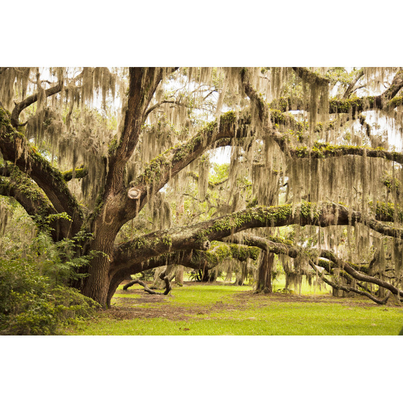 Ancient Oak Tree - Wrapped Canvas Print, 61cm H x 91cm W