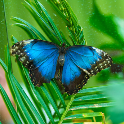 Emperor Butterfly - Wrapped Canvas Print