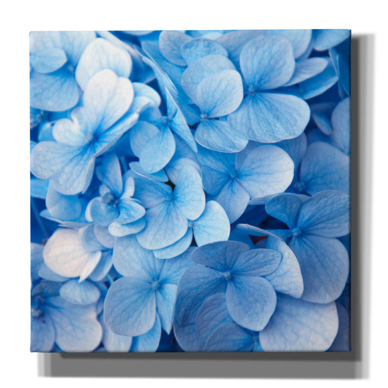 «Fleurs bleues» par Photoinc Studio, art mural sur toile, 26 po x 26 po, H 37 po x l 37 po x P 1,5 po