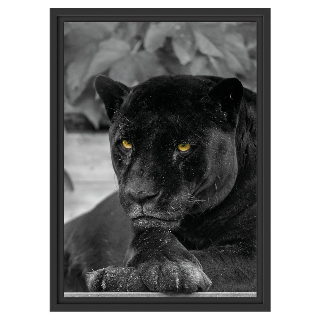 Gerahmtes Wandbild schwarzer Panther