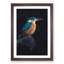 Kingfisher Bird - Picture Frame Painting Print-56924995-56924997