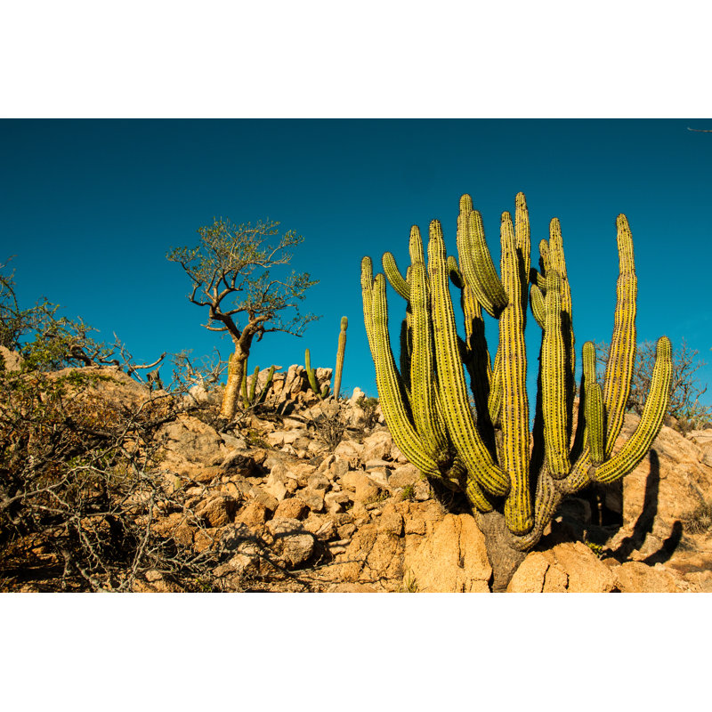 Cactus - Wrapped Canvas Print, 30cm H x 46cm W x 3.8cm D