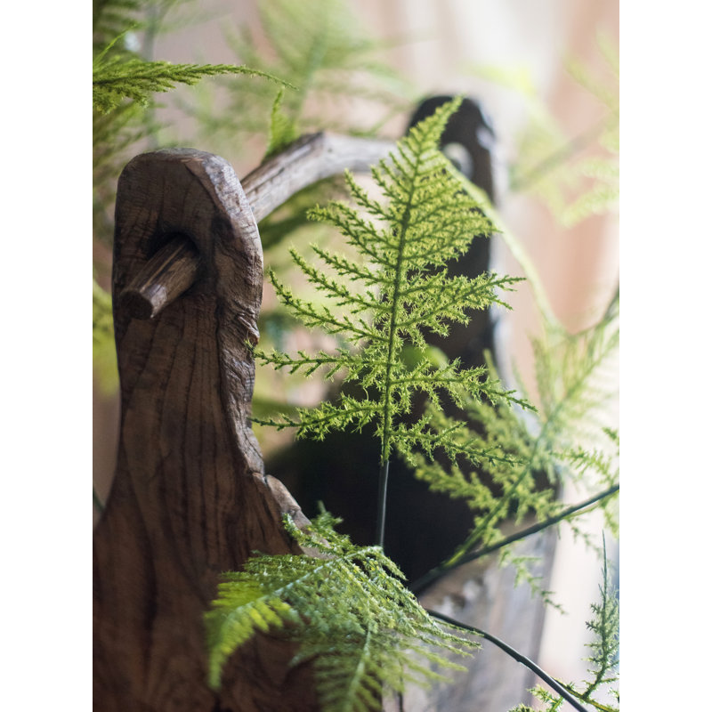 Plantes de la asparagus