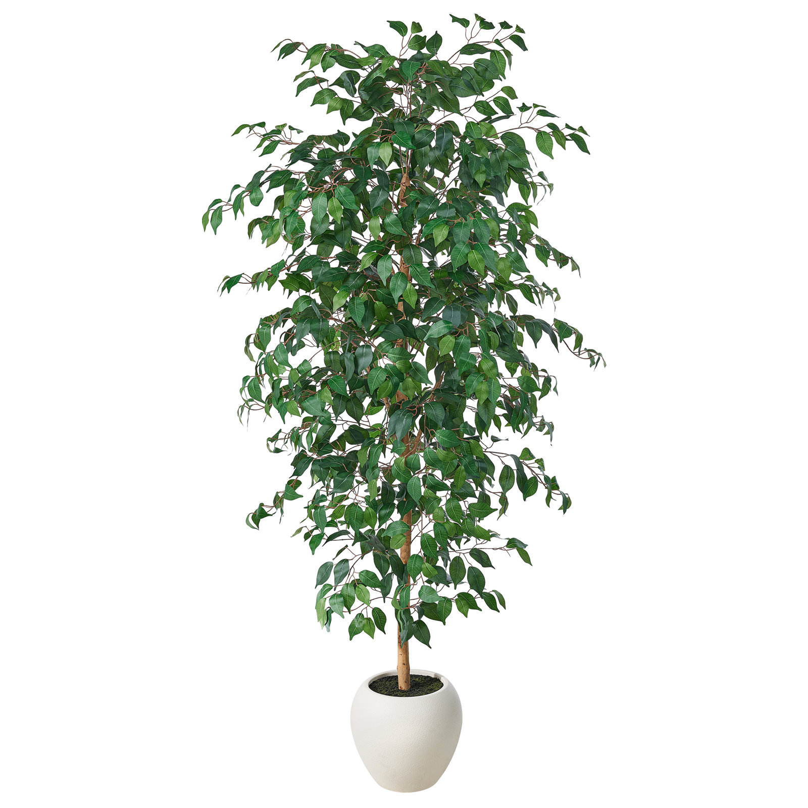 Adcock 79 Plant