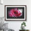 Pink Rose Flower Vol.7 - Picture Frame Graphic Art-62803975-62803973