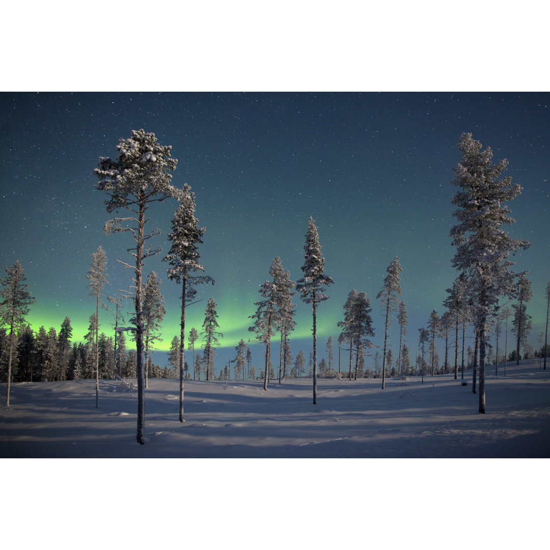 Polarlicht über gefrorenen Kiefern