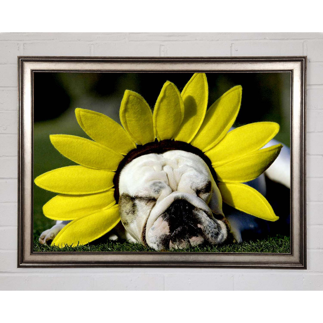 Gerahmtes Leinwandbild Dog Sunflower Hat