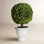 Alby Boxwood Topiary in Ceramic Pot