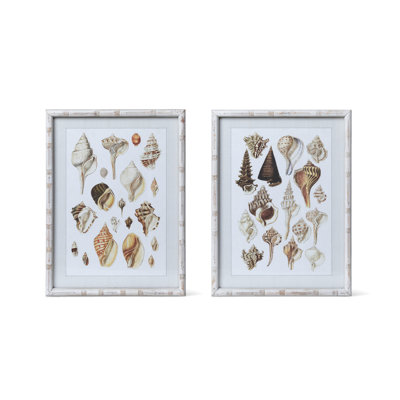 Seashell Collection Prints