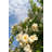 White Rose Bush by ROMAOSLO - No Frame Print on Canvas-1315236790