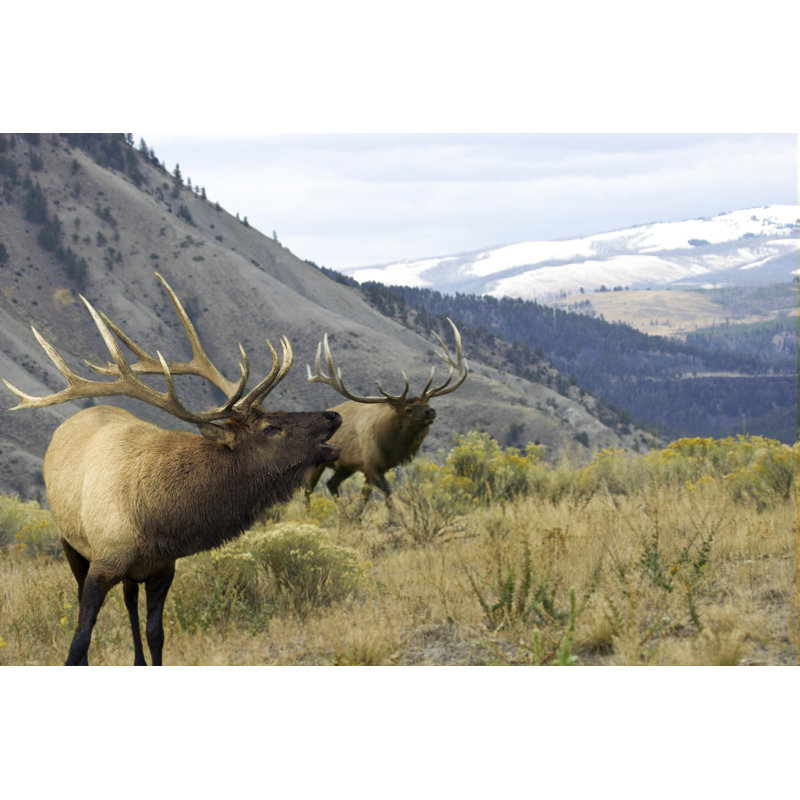 Elk With A Scenic - Wrapped Canvas Print, 81cm H x 122cm W