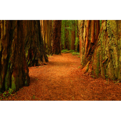Redwood Trees - Wrapped Canvas Print