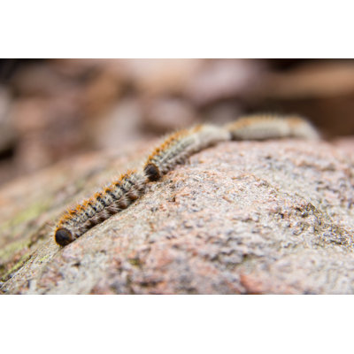 Pine Processionary Caterpillar - Wrapped Canvas Print
