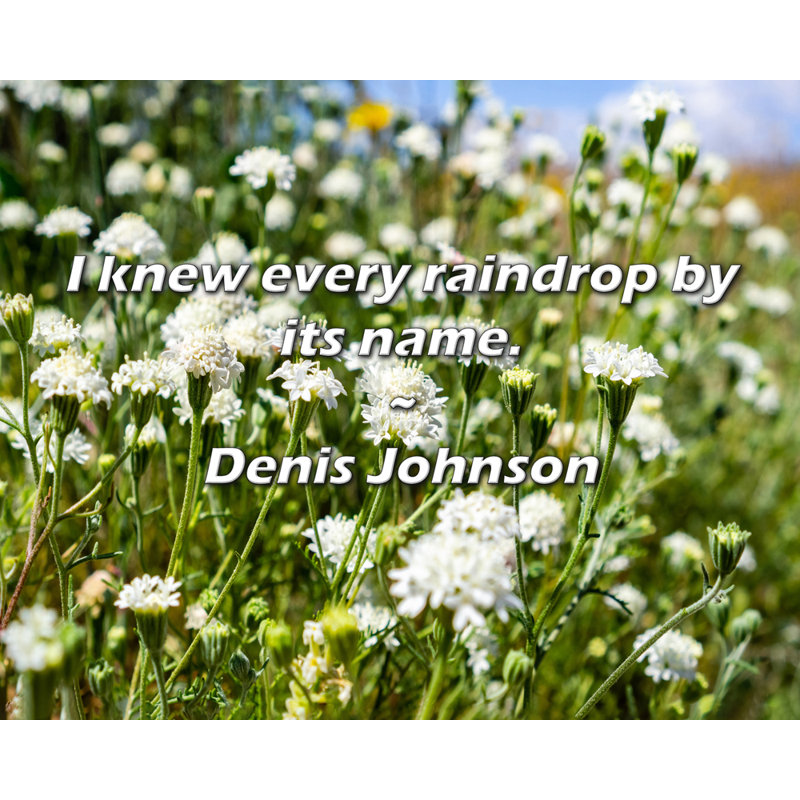Citation de Denis Johnson: Je connaissais chaque goutte de pluie par son nom.