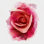 Rose rouge - peinture sur toile tendue