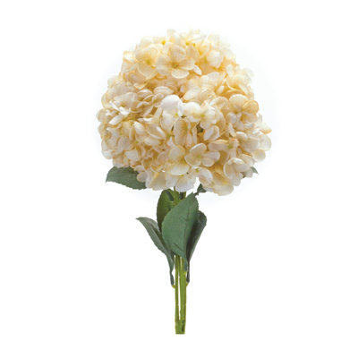 Hydrangea Stems