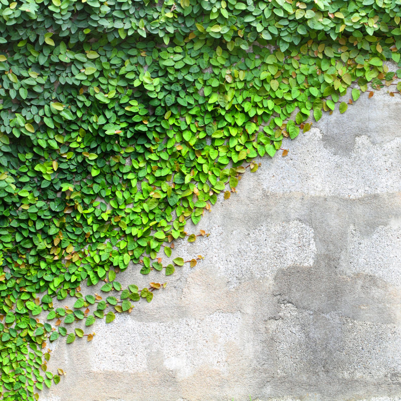 The Green Creeper Plant - Wrapped Canvas Print, 30cm H x 30cm W