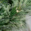 HOLLINGWORTH SPRUCE - 26 Inch Wreath with 50 Warm White LEDs