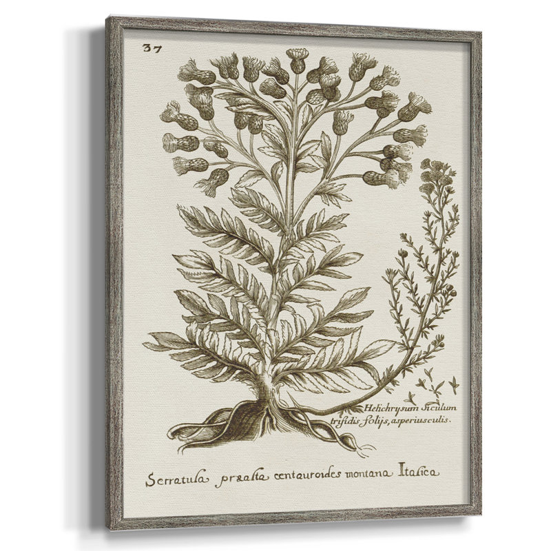 «Sepia Botanical Journal I», reproduction encadrée - bois massif, H 21 po x l 17 po