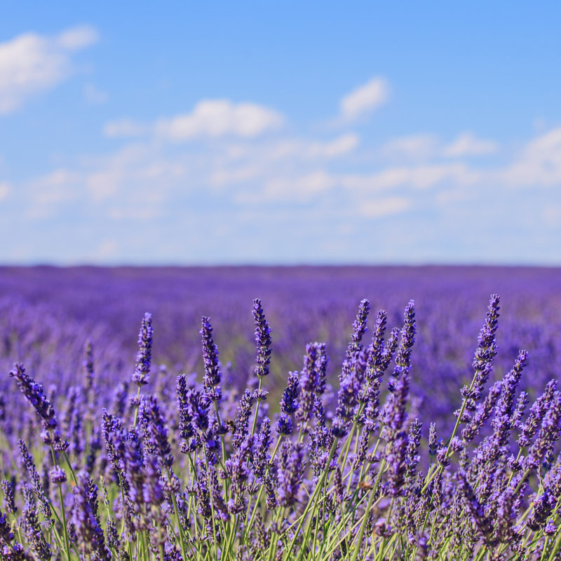 Lavender Flower Blooming Fields Horizon. Valensole Provence, Fra by StevanZZ - Wrapped Canvas Print