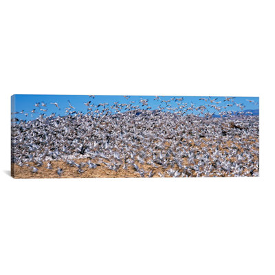 " Flock of Snow Geese Flying at Bosque Del Apache National Wildlife Reserve, New Mexico " Print