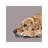 Golden Retriever by Vicki Newton - Wrapped Canvas Painting-637021427