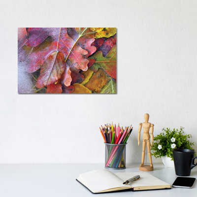 Frozen Autumn Leaves, North America by Tim Fitzharris - Gallery-Wrapped Canvas Giclée on Canvas
