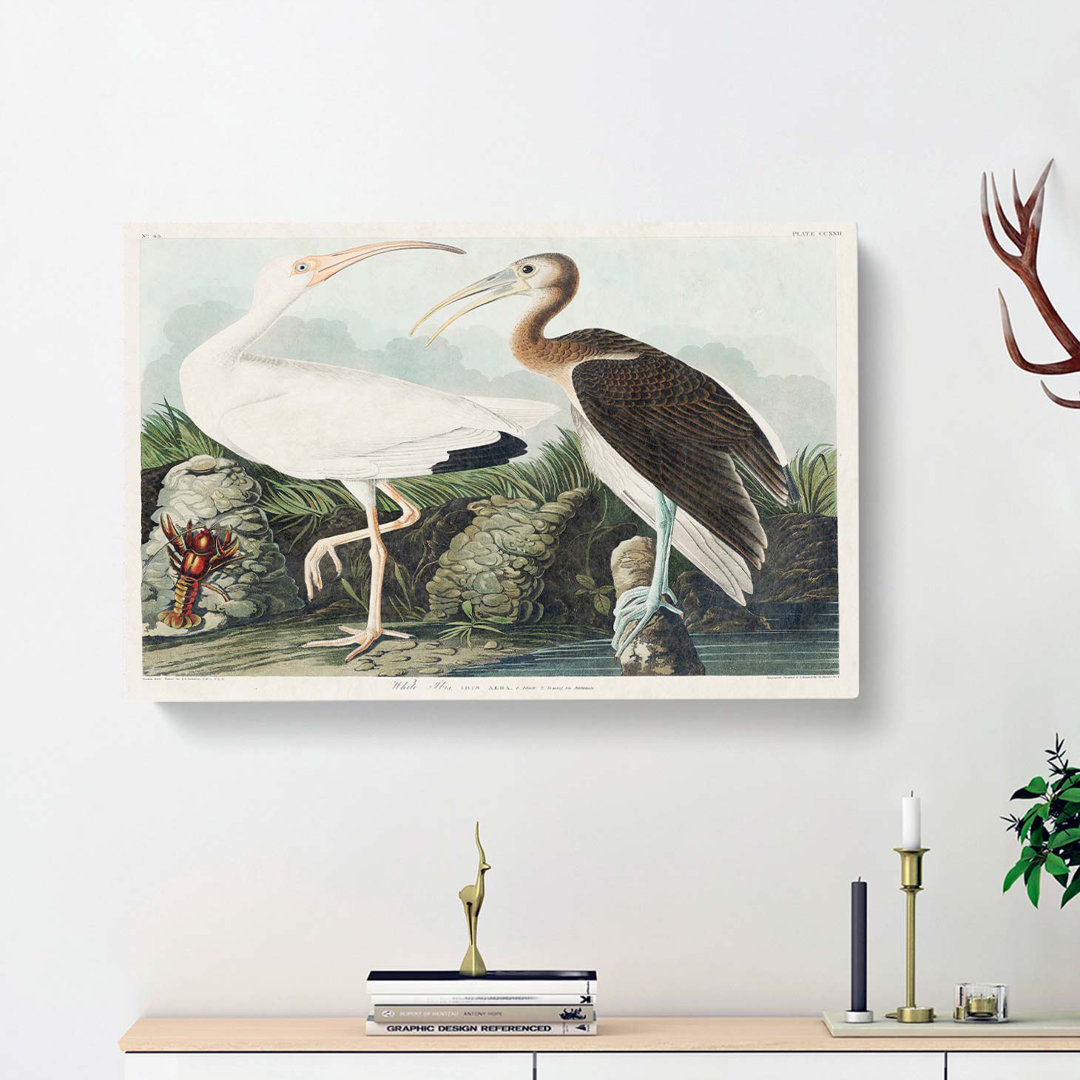 White Ibis Bird and Lobster by John Audubon - Wrapped Canvas