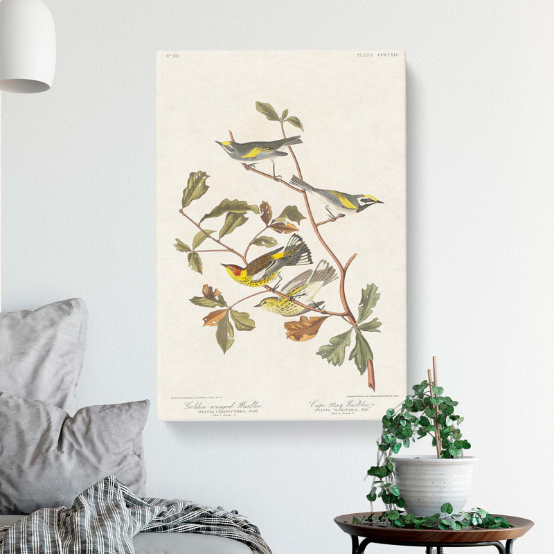 Warbler Birds by John Audubon - Wrapped Canvas Painting, 50cm H x 35cm W x 3cm D