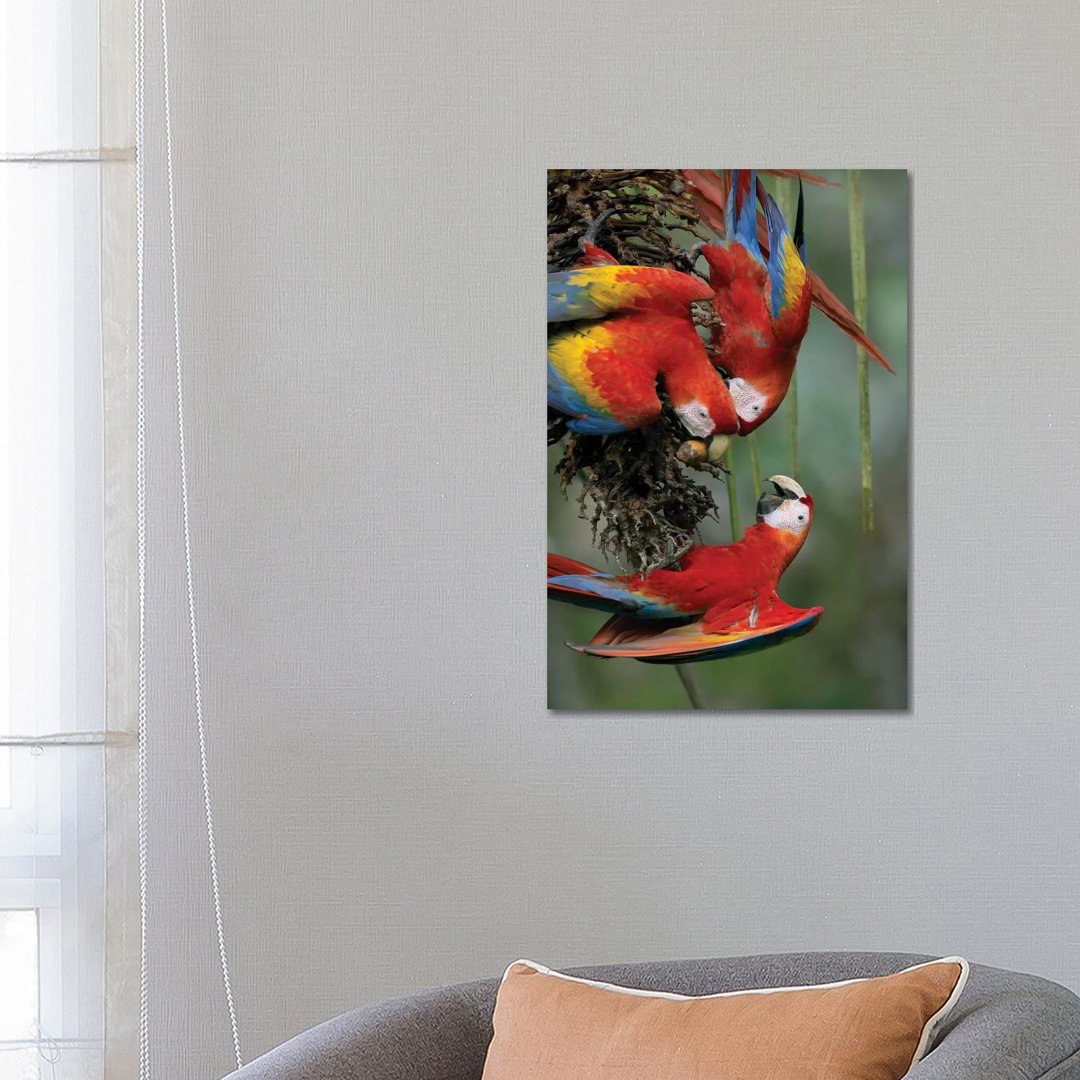 Scarlet Macaw Trio Feeding On Palm Fruits, Costa Rica von Tim Fitzharris - Gallery-Wrapped Canvas Giclée on Canvas