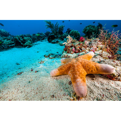Choriaster granulé Sea Star par Ifish
