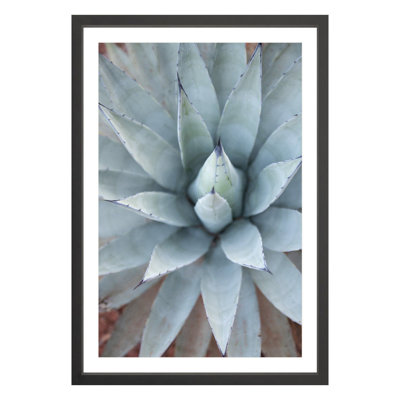 Plants & Flowers Print