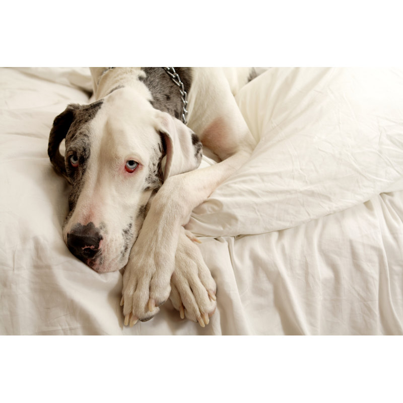 Merle Great Dane by ChristopherBernard - No Frame Print on Canvas, 51cm H x 76cm W