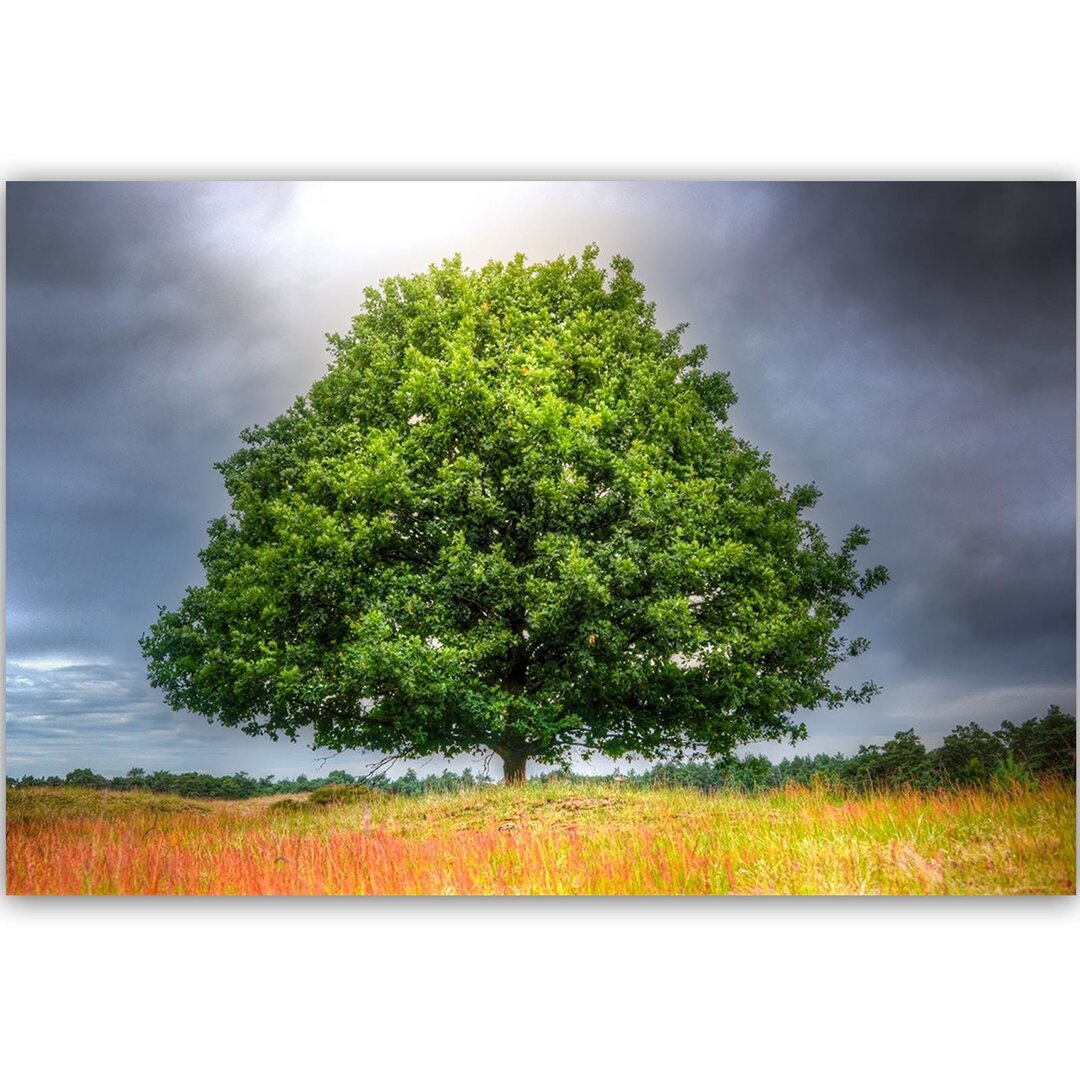 Leinwandbild Baum vor dem Sturm