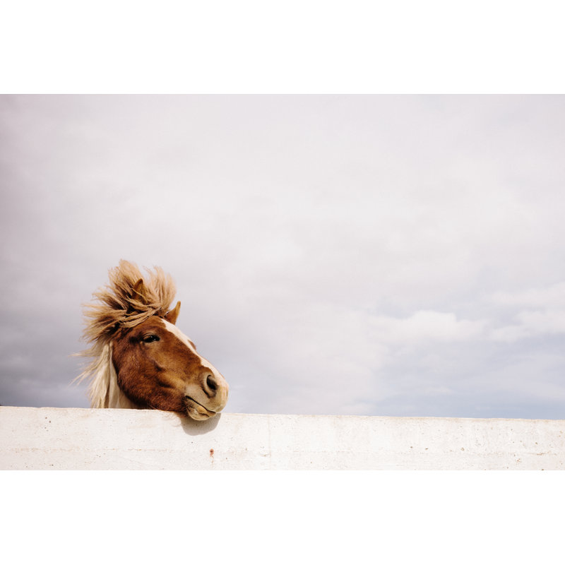 Icelandic Pony by Urbancow - Wrapped Canvas Print, 20cm H x 30cm W