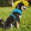 Harnais pour chien en maille, harnais anti-traction ajustable et rembourré avec anneau en D et boucle pour chiens-2013099465-2013099470