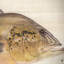 Speckled Pavon Print-517622095