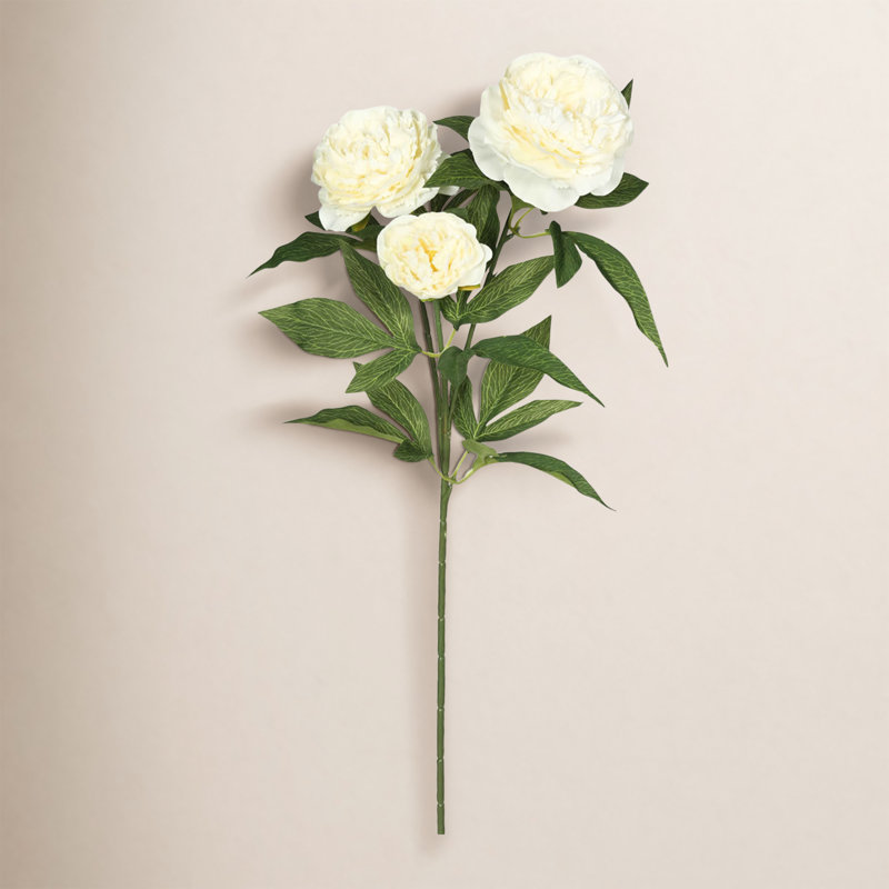Rose Spray, Cream