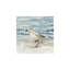 «Balancing Sandpiper On Shore», art mural sans cadre, 16 x 16