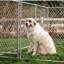 Ensemble de chenil à chaînons Lucky Dog-30959859