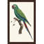 Perched Parrot 6 Painting