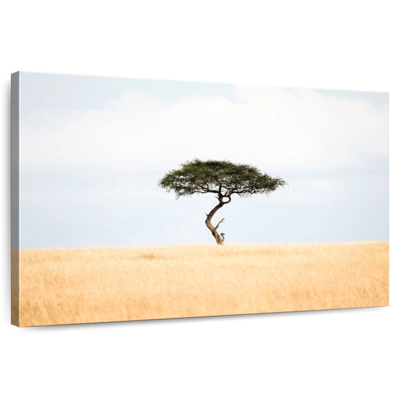 Acacia Harnek Savannah, H 30 po x l 45 po