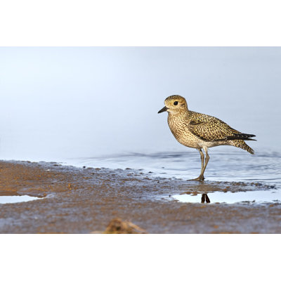 " Golden Plover " by Prensis