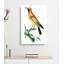 Orange Paradise Bird by George Shaw - Wrapped Canvas Painting-55329691