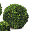 Preserved Greens Topiary, Hedge Plant in-1214296196