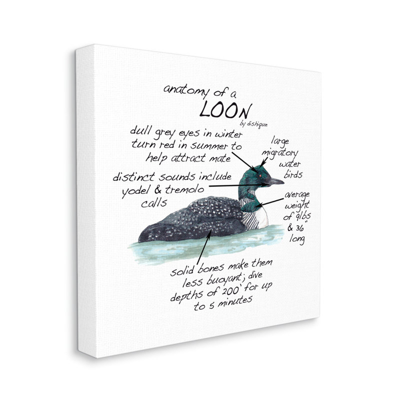 «Loon Water Bird Anatomy charte», H 36 po x l 36 po x P 1,5 po