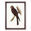 Allied Kite by Elizabeth Gould - Single Picture Frame Painting-55545016-55545019