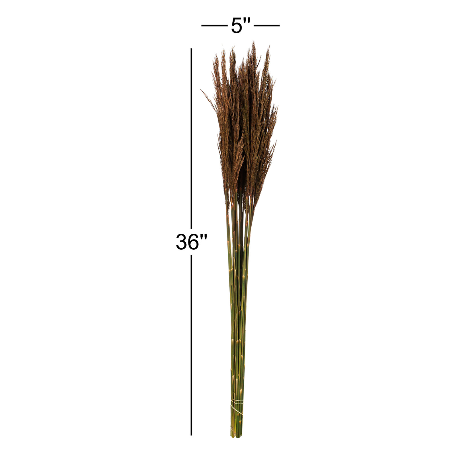 Zellmer 36'' H Preserved Plume Reed Bundle, Brown