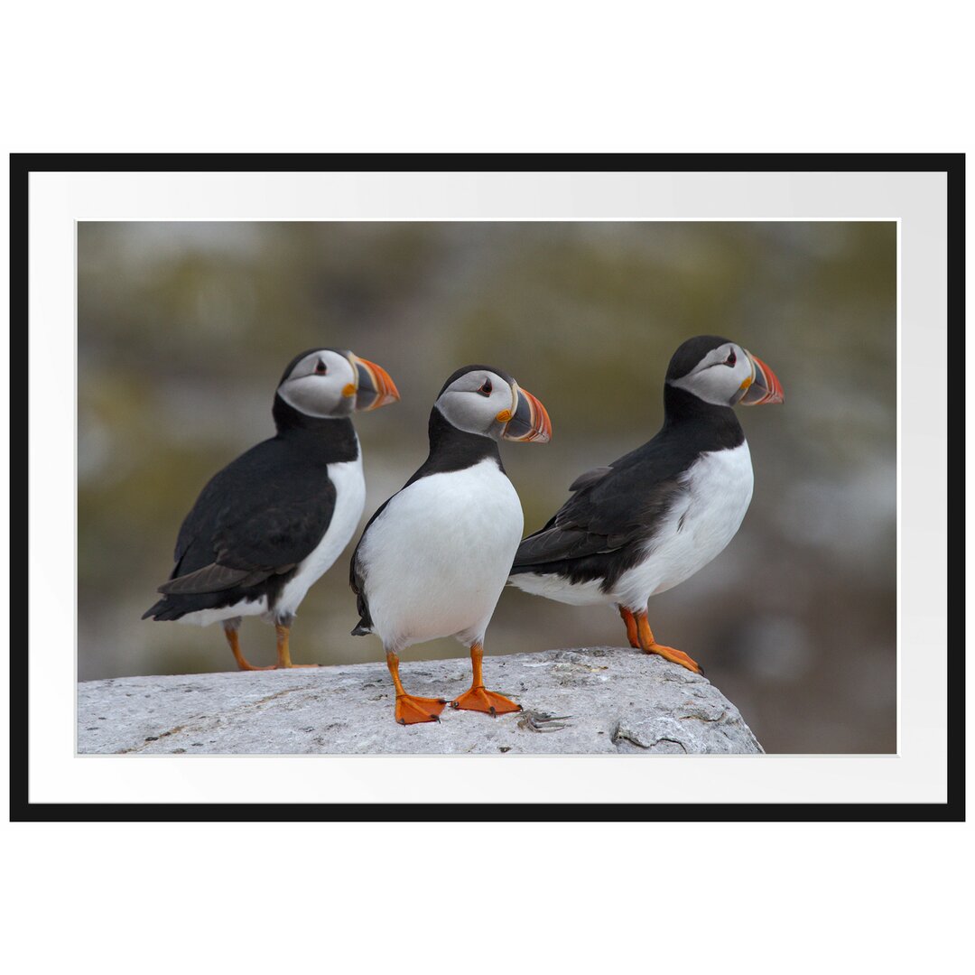 Gerahmtes Poster Papageitaucher Familie auf Felsen